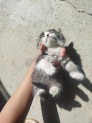 үй жаныбарлар: Котенок мальчик. отдам в добрые руки.
Чолпон ата. Долинка — 2