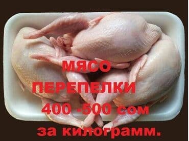 поставщики куриного мяса: Оптом в большом количестве перепелиные тушки скупаем перепелок — 1