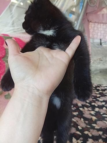 купить неразлучников: Кошка даром: Беспородная, 1 месяц, Девочка — 3