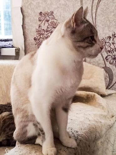 котят: 1 год, Мальчик — 1
