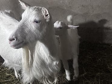 чон ат: Продаю | Коза (самка) | Для молока — 1