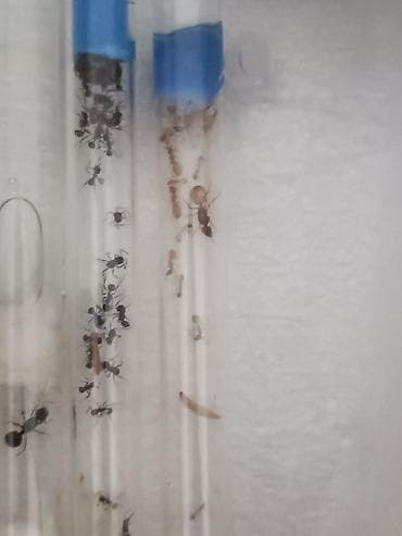 пчела матка: Camponotus fedchencoi (кампонотус федченкой) муравьи жёлтые питаются — 2