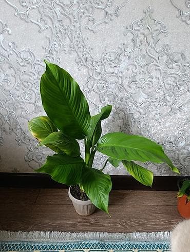 сансевиерия бишкек: Комнатные растения в горшках: 1) Сансевиерия (Sansevieria — 6