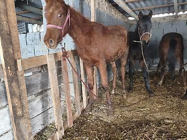 кошка британец: Продаю | Бык (самец), Тёлка | Алатауская | На откорм, На забой, Для разведения | Племенные, Искусственник — 7