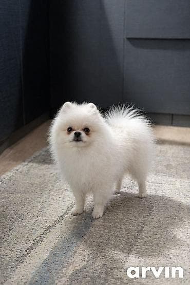 Шпиц, 4 месяца, Самец