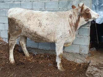 сколько длится беременность коровы: Продаю | Тёлка | Симментальская | Для разведения, Для молока | Племенные, Стельные, Искусственник — 1