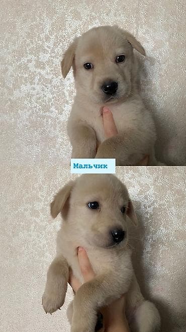 кошка котёнок: Щенки метисы, помет разнопёстрый: - Мальчик, коричнево-белый с тёмной — 4