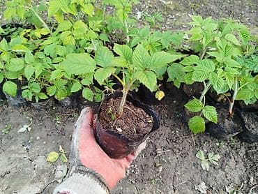 черешня купить: Малина элита сорт! Полонез! чачырабайт цвет: яркорозовый вкус  — 6