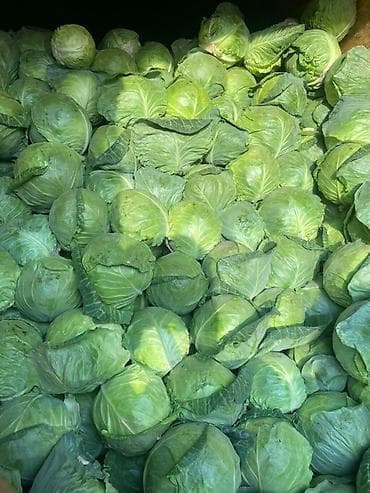 семена пекинской капусты: Капуста Белокачанная, Оптом — 1