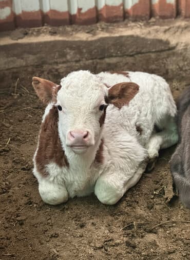 Продаю | Музоо, торпок | Полукровка | На откорм | Племенные, Искусственник