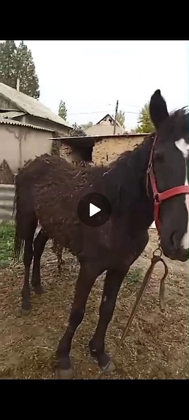 гуси мамуты купить: Продаю | Жеребенок — 3