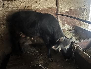 беде кип: Продаю | Бык (самец) | На откорм | Привязанные — 4