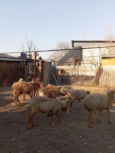 Грызуны: Продаю | Овца (самка) | Для разведения | Ярка — 2
