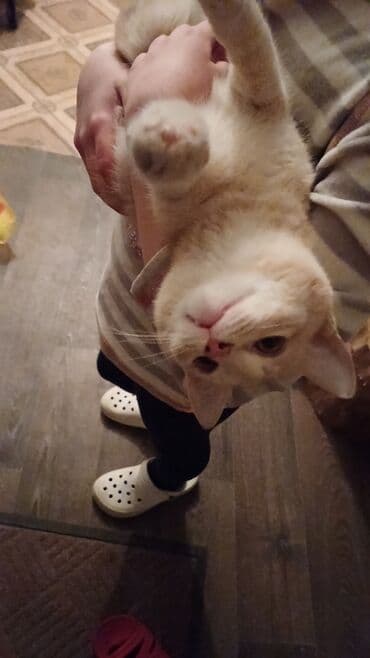 Вязка кошек: Кошка даром: Беспородная, 6 месяцев, Мальчик, Приучена к лотку — 5