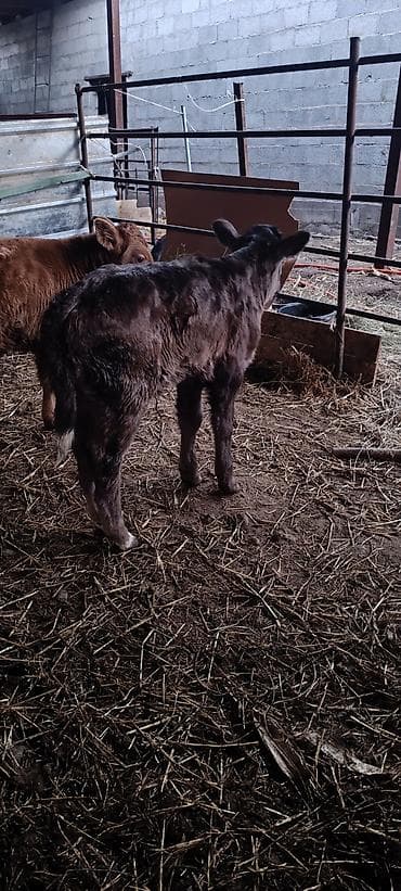 белый хомяк: Продаю | Тёлка | На откорм | Искусственник — 4