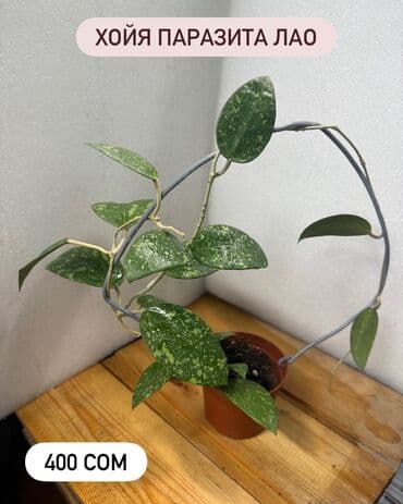 алоэ растение цена: Хойя (Hoya) Варианты: - Хойя публикалис сплэш –Цена: 450 сом. - Хойя — 14