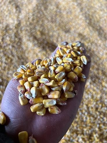 перо: Дун Оптом от 25т Мушоктоп Жуктоп Беребиз Жугоруну Мешковый С Погрузкой — 3