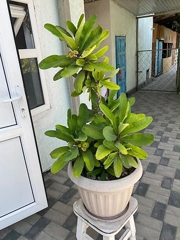 Комнатные растения: Молочай Миля (Euphorbia milii) в горшке. - Декоративно-цветущее — 5