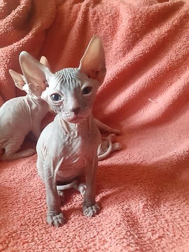 кошки сфинкс цена: Котята канадского сфинкса — 5