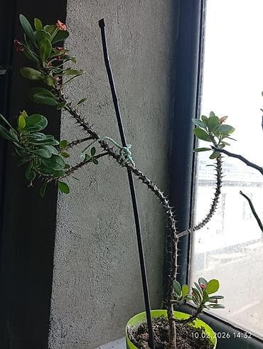 аквариумы дешево: Распродажа комнатных цветов! Сенсевиерии отростки от150с.! в горшках — 4