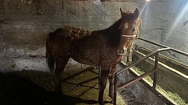 камчы купить: Продаю | Жеребенок | Для разведения — 1