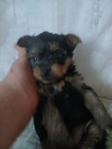 купить щенка французского бульдога: Йоркширский терьер, 1 месяц, Самка, С родословной — 6