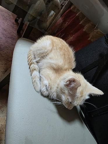 Кошки: Котёнок рыжего окраса (кремово-песочный табби). Короткошёрстный, с — 3