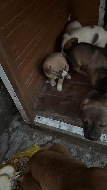 профессиональная дрессировка собак: Щенки смешанных пород Отдам Даром ! Кушают любую еду Подходят для — 5