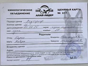 Үй жаныбарлары: Ягдтерьер, 1 жаш, Ургаачы, Ит тегин тастыктоочу документ — 2