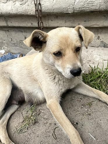 СРОЧНО ❗️ На улице бездомная собака родила щенков, им примерно 1,5–2