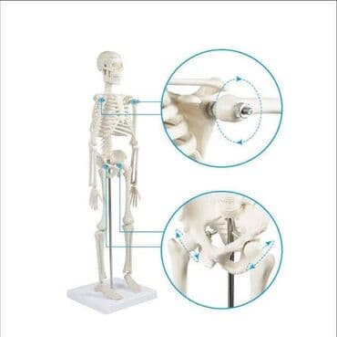 череп: Модель высотой 85см, изготовлена из пластмассы, с металлическими — 5