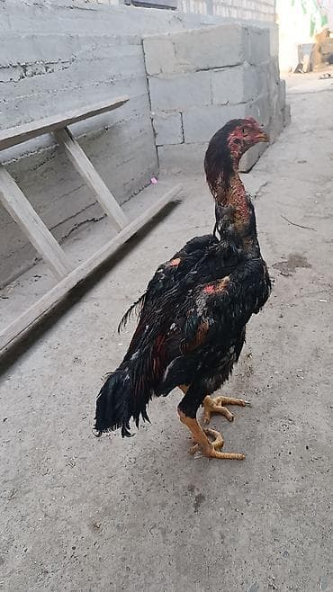 Продаю | Петух | Бойцовая | Для разведения