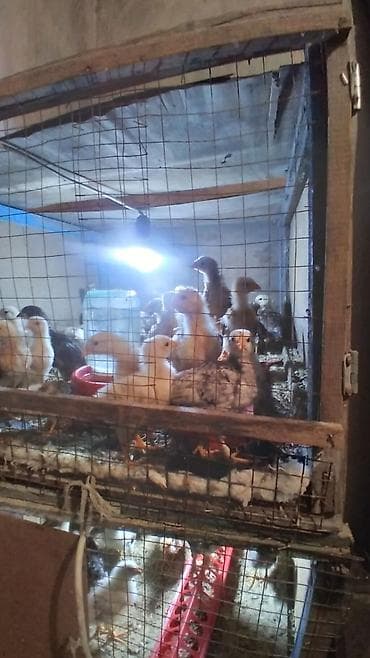 Мышыктар: Сатам | Балапандар — 3