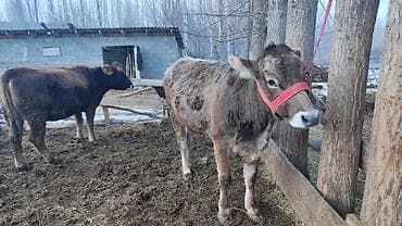 голштинская корова: Продаю | Тёлка | На откорм | Привязанные — 3