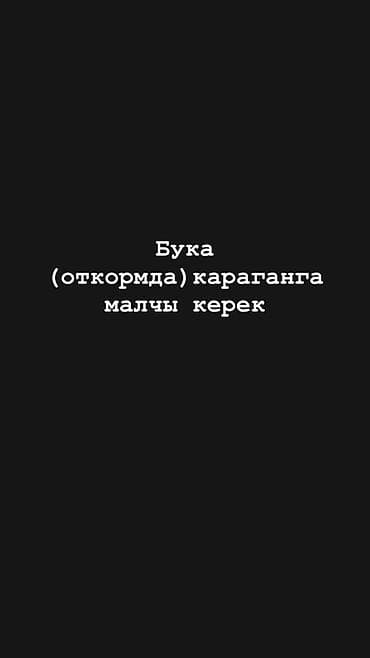 требуется парни с проживанием: Бука караганга малчы керек
Бишкек шаары, Манас аэропорт жакта — 1