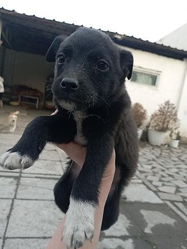 чихуа чихуа: Звоночки . 2.5 месяца. вырастут небольшого роста . бесплатно — 7