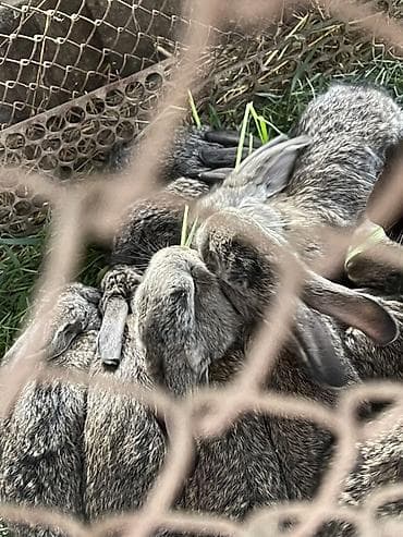 такса собака купить: Продаю | Крольчата | Серый великан | Для разведения — 1