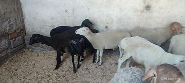 зоомагазин бишкек птицы: Продаю | Баран (самец) | Для разведения | Осеменитель — 3