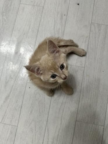 кошка в оше: Отдаем котенка 2 мес. Мальчик светло рыжего окраса — 1