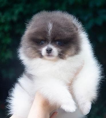 продажа шпицов: Шпиц, 2 месяца, Самец — 8