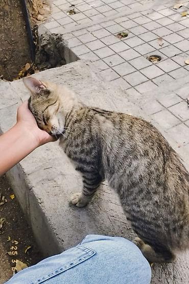 бенгальские кошка: Домашняя кошка, короткошёрстная, тигровый окрас (коричнево‑серые табби — 2