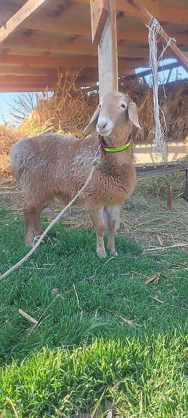 абиссинская кошка бишкек: Продаю | Овца (самка) | Арашан | Для разведения | Матка — 3