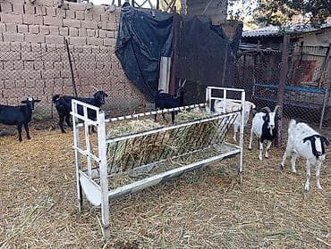 Животные: Продаю | Коза (самка), Козёл (самец), Козлёнок | Полукровка, Зааненская | На забой, Для разведения, Для молока | Племенные — 2
