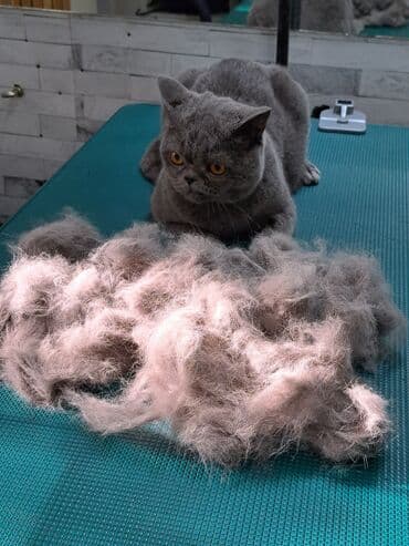 арабский конь: Груминг кошек. Вычес, стрижка, купание

находимся в центре города — 8