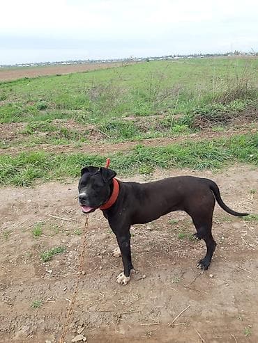 собака чихуахуа: Питбуль Кубинский Сатылат — 2