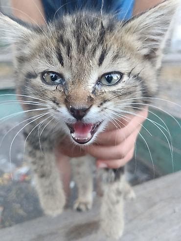 кошка пушистая: Кошка даром: Беспородная, 6 месяцев, Девочка, Метис — 1