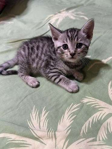 мейкун котята: Бенгальская, 1 месяц, Девочка, Приучена к лотку — 4