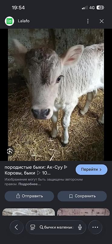 ящик металлические: Куплю Бычков до 30000 тысяч сомов желательно 4 месяца — 1