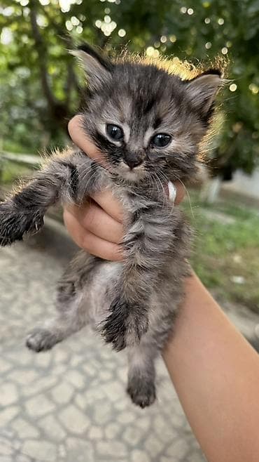 Отдам даром кошку: Отдадим в добрые руки — 2
