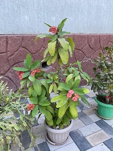 Комнатные растения: Молочай Миля (Euphorbia milii) в горшке. - Декоративно-цветущее — 4